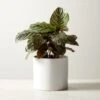 Live Calathea Ornata Pinstripe Plant 6" In White Ceramic Pot -Nesto Store CalatheaOrnataWhtPot6inSHF22