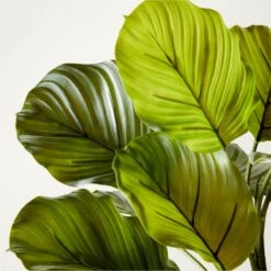 Faux Potted Watermelon Peperomia Plant 24" -Nesto Store FxPttdWtrmlnPprmPlant24inAVSHF22