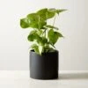 Live Monstera 6" In Black Ceramic Pot -Nesto Store MonsteraDeliciosaBkPt6inSHF22