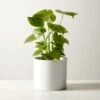 Live Monstera 6" In White Ceramic Pot 2 Live Monstera 6" In White Ceramic Pot -Nesto Store MonsteraDeliciosaWtPt6inSHF22