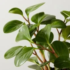 Live Peperomia Obtusifolia 6" In Ceramic White Pot -Nesto Store PeperomiaObtsflBkPt6inAVSHF22