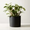 Live Peperomia Obtusifolia 6" In Ceramic Black Pot -Nesto Store PeperomiaObtsflBkPt6inSHF22