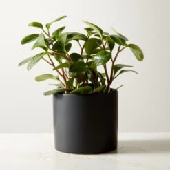 Live Peperomia Obtusifolia 6" In Ceramic Black Pot