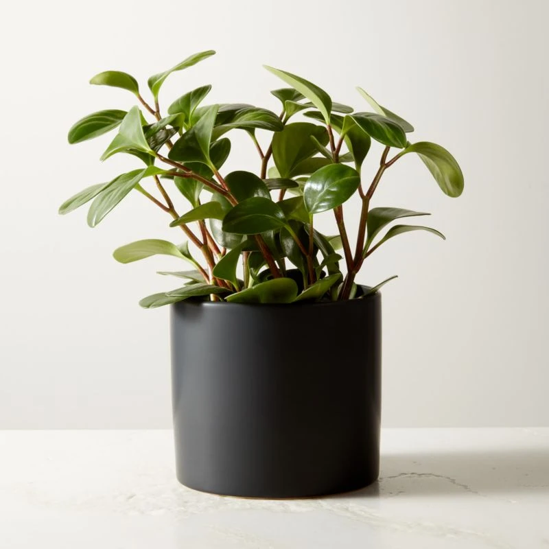 Live Peperomia Obtusifolia 6" In Ceramic Black Pot 3 Live Peperomia Obtusifolia 6" In Ceramic Black Pot