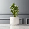 Potted Faux Succulent 14" 1 Potted Faux Succulent 14" -Nesto Store PottedSucculentWhitePotSHS18