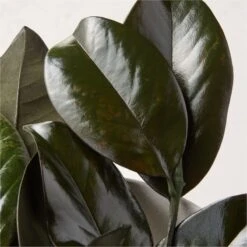 Preserved Magnolia Stems Set Of 3 5 Preserved Magnolia Stems Set Of 3 -Nesto Store PreservedMagnoliaStemS3AVSHS22