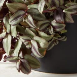 Live Tradescantia Zebrina Inch Plant 6" In Black Ceramic Pot 5 Live Tradescantia Zebrina Inch Plant 6" In Black Ceramic Pot -Nesto Store TrdscntZbrnPlntBkPt6inAVSHF22