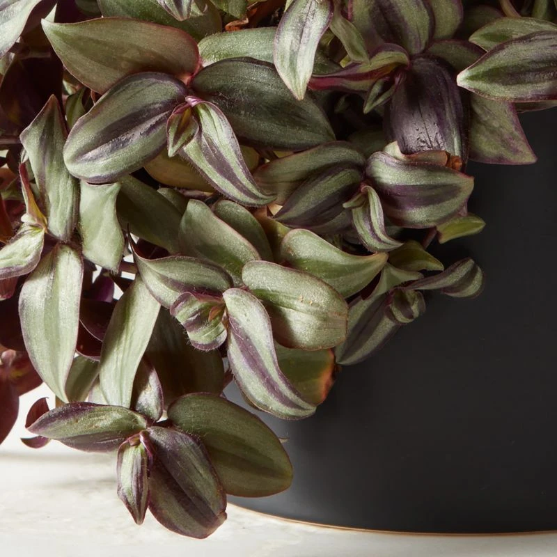 Live Tradescantia Zebrina Inch Plant 6" In Black Ceramic Pot 4 Live Tradescantia Zebrina Inch Plant 6" In Black Ceramic Pot - Image 2