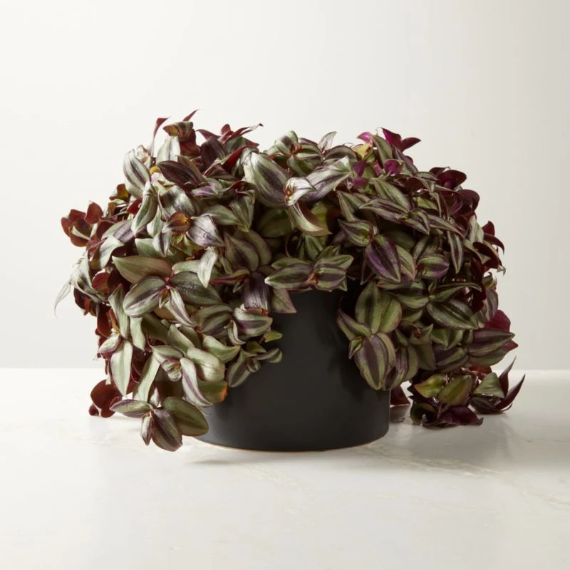 Live Tradescantia Zebrina Inch Plant 6" In Black Ceramic Pot 3 Live Tradescantia Zebrina Inch Plant 6" In Black Ceramic Pot