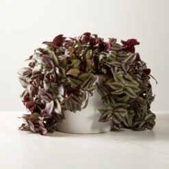 Live Tradescantia Zebrina Inch Plant 6" In White Ceramic Pot