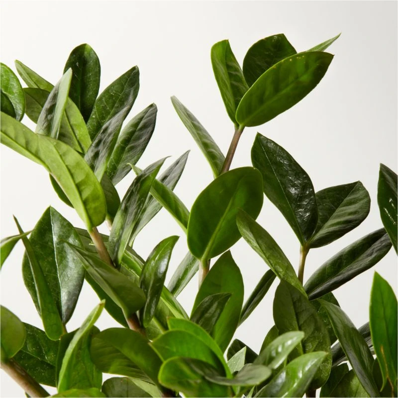 Live Zanzibar Gem ZZ Plant 6" In White Ceramic Pot 4 Live Zanzibar Gem ZZ Plant 6" In White Ceramic Pot - Image 2