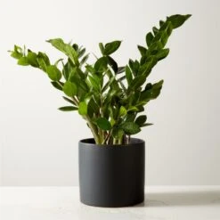 Live Zanzibar Gem ZZ Plant 6" In Black Ceramic Pot
